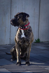 The "Eros" collar 2.5 inch wide black & red