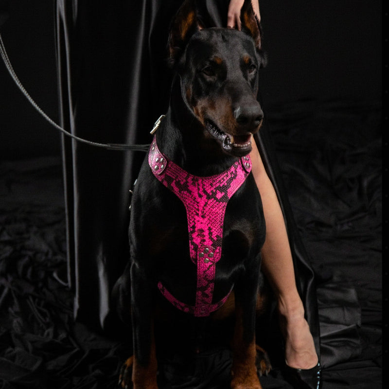 The ''Rock Python'' harness PINK - Bestia Collars