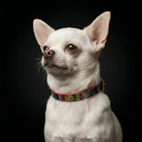 The "Moby" puppy collar - Bestia Collars