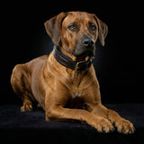 The ''Cobra'' collar - Bestia Collars