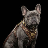 The ''Maximus'' harness Brown & Gold Small to Medium Size - Bestia Collars