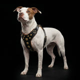 ''Bijou'' harness Black & Orange for big dogs - Bestia Collars