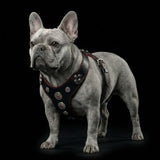 The ''Bijou'' harness Black & Red Small to Medium Size - Bestia Collars