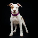 The "Viola Drops" puppy collar - Bestia Collars