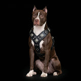 The "Eros" all Black Harness - Bestia Collars