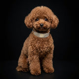 The "Balthazar" puppy collar - Bestia Collars