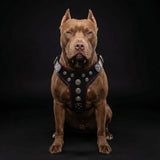 ''Bijou'' harness Black & Red for big dogs - Bestia Collars