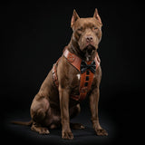 Bestia ''Bowtie'' leather harness - Bestia Collars