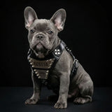 Le harnais "Métal" taille petite à moyenne - Personnalisé