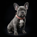 The ''Nostalgia Rose'' puppy collar