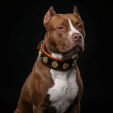 The "Bijou" collar orange - Bestia Collars