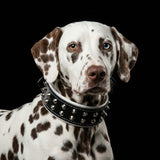 "Boston" collar - Bestia Collars