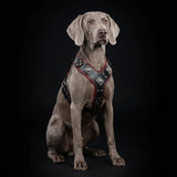 تسخير "Eros" الأسود والأحمر