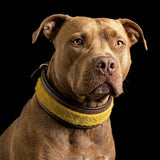 The ''Shrek'' collar - Bestia Collars