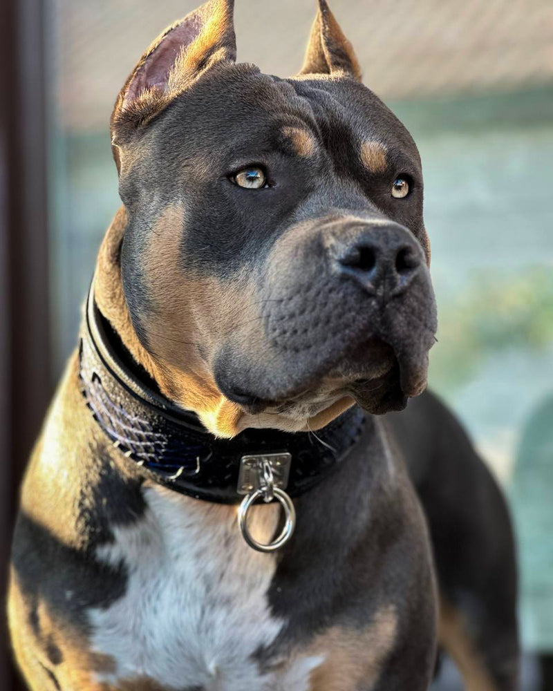 The ''Indigo'' collar - Bestia Collars