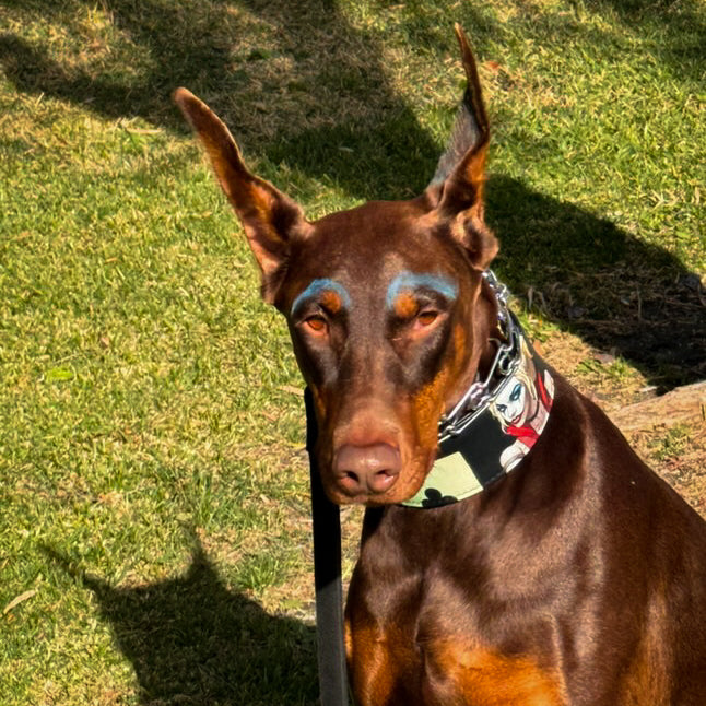 The Harley Quinn Limited Collar