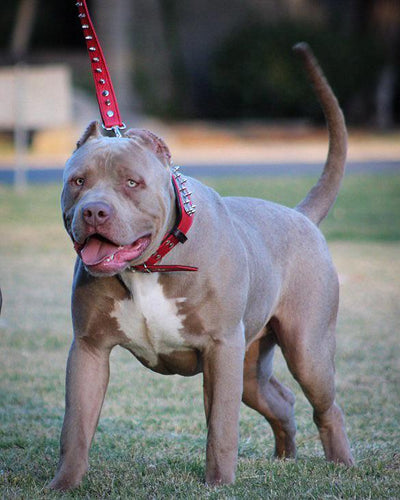 Ausuky Hundehalsband Aus Edelstahl 316L – Kubanische Kette, Für Mittelgroße Hunde, 66 Cm