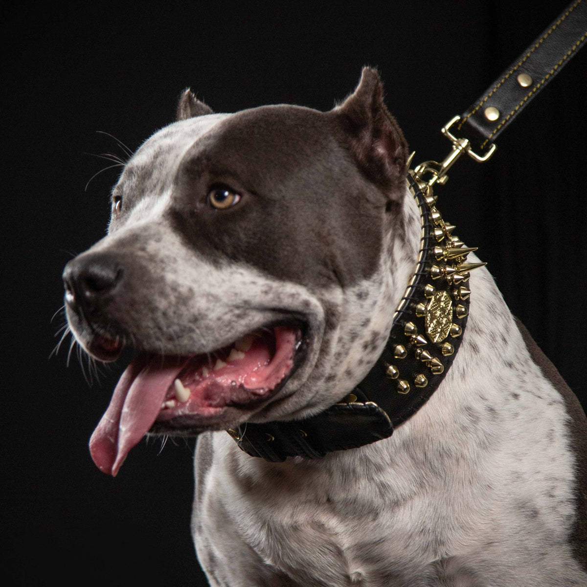 Das ''Imperium'' Halsband – Bestia Collars