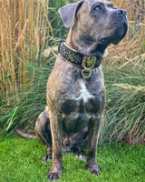 Cane Corso che indossa il collare per cani Bestia Irondog in vera pelle nera con borchie esagonali e placca a maschera rossa e oro