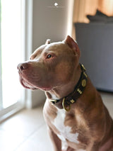 The "Maximus" collar 2.5 inch wide brown & gold