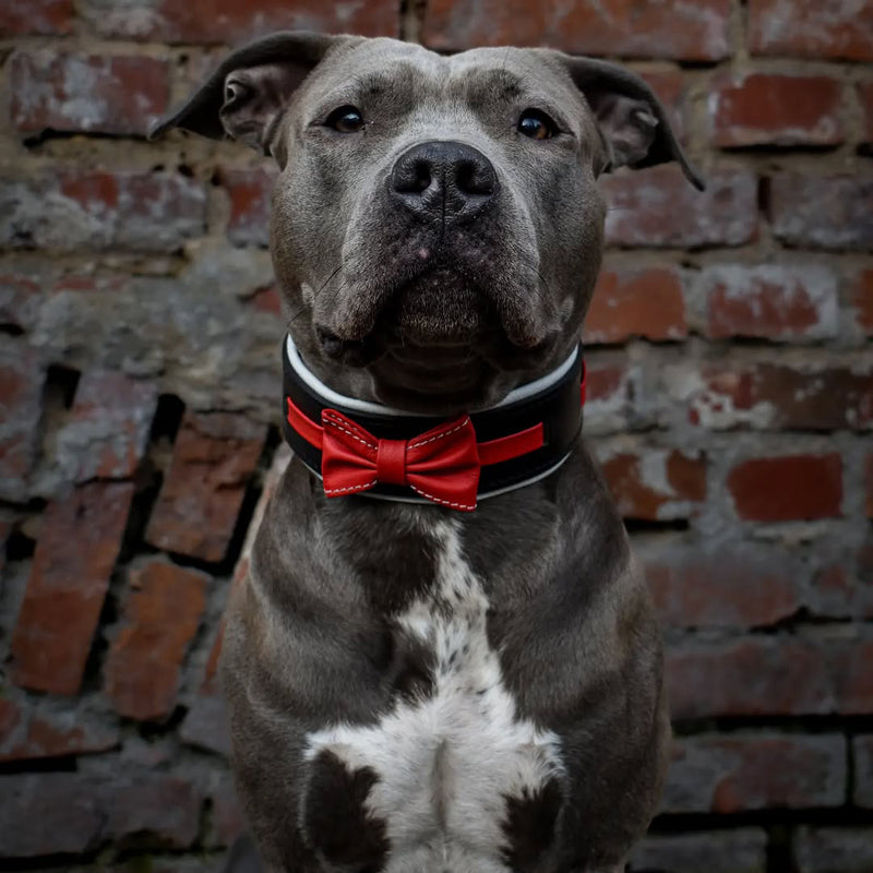 Il colletto "Bowtie" nero