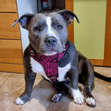Staffy wearing the Rock Python harness - customer photo