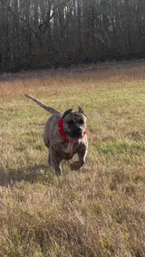 Gewichteter Hundetraining-Halsband - Rot. Große Rassen. 5 lbs insgesamt. Abnehmbare Gewichte.