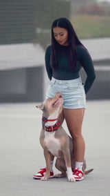Collar Superdog