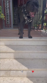 "EROS" BIG dog SET- Harness - collar - lead. All Black