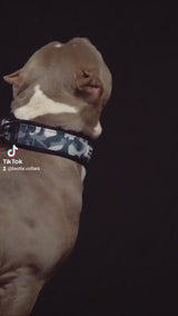 ОШЕЙНИК BESTIA DOG SPORT БЫСТРОРАЗЪЕМНЫЙ, СИНИЙ