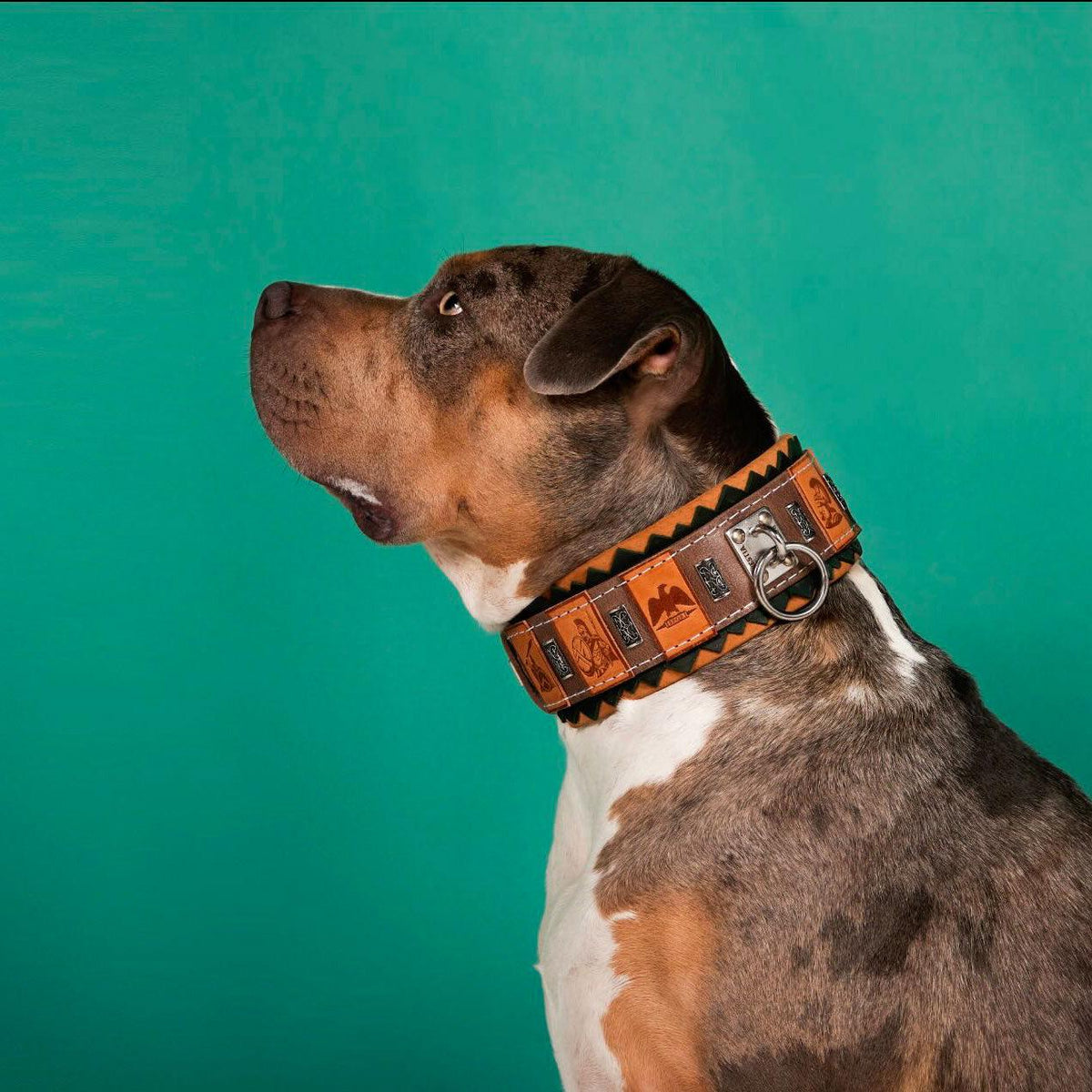 The ''SPQR'' Dog Collar – Bestia Collars