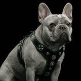 Bijou schwarz-grünes Ledergeschirr mit silbernen Conchos an einer grauen Französischen Bulldogge, Studiofoto