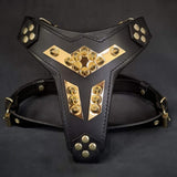 Midas black leather dog harness with gold plates and spikes, front view on dark background
