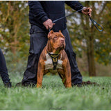 Midas gold leather harness on a red American Bully standing on grass, outdoor