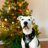 Dog wearing the Style harness Black small to medium - customer photo