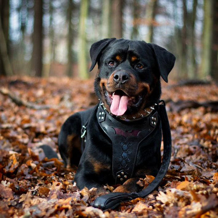 BATDOG harness Medium Size — Premium Genuine Leather Harness
