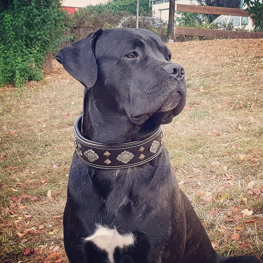aztec-black-dog-collar-