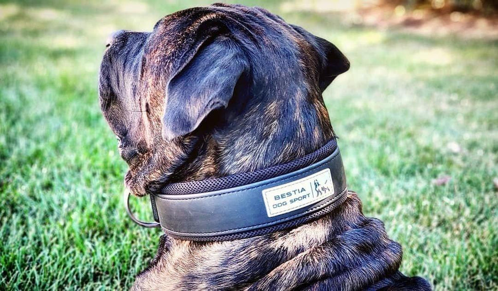BESTIA DOG SPORT HALSBAND – Bestia Collars