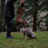 BESTIA DOG SPORT HANDLE COLLAR Training gear