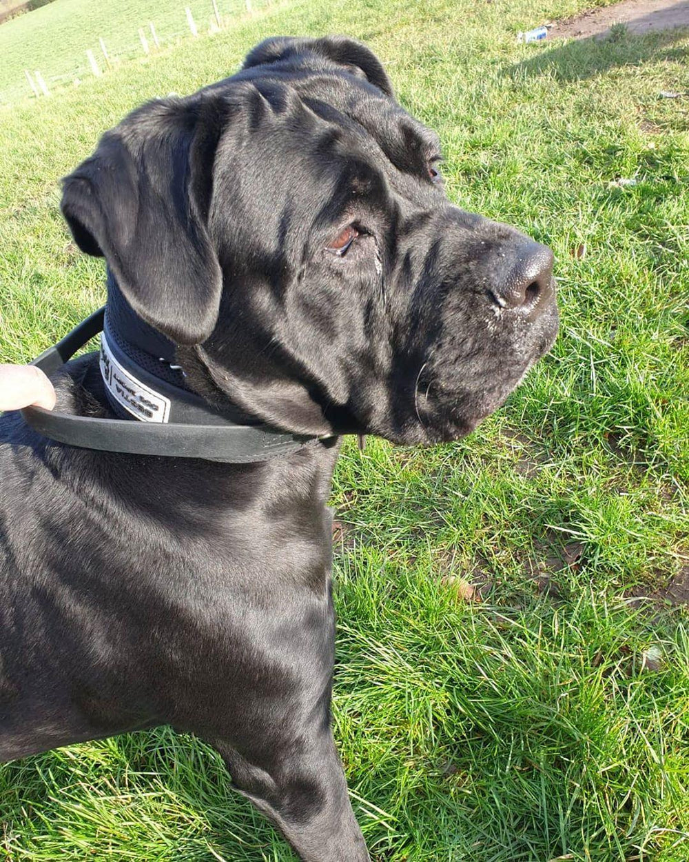 Bestia Dog Sport Halsband Mit Griff – 5 Cm Breit, Wasserdicht, Weich Gepolstert, Für Große Hunde