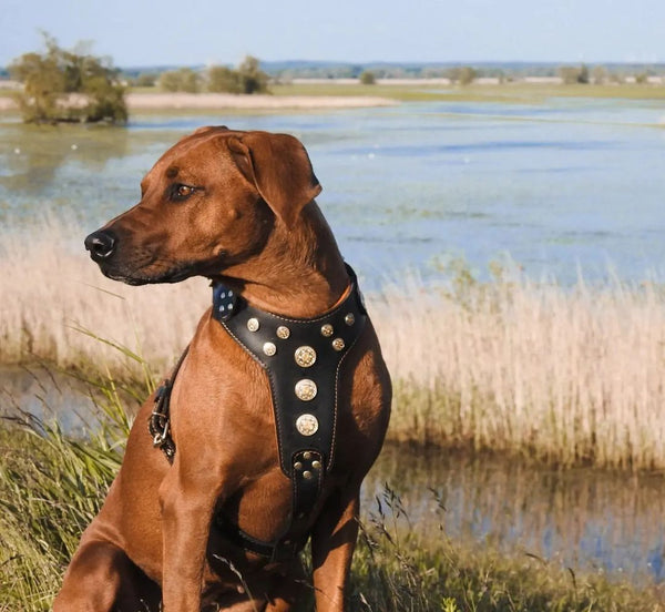 ''Bijou'' harness Black & Orange for big dogs Harnesses
