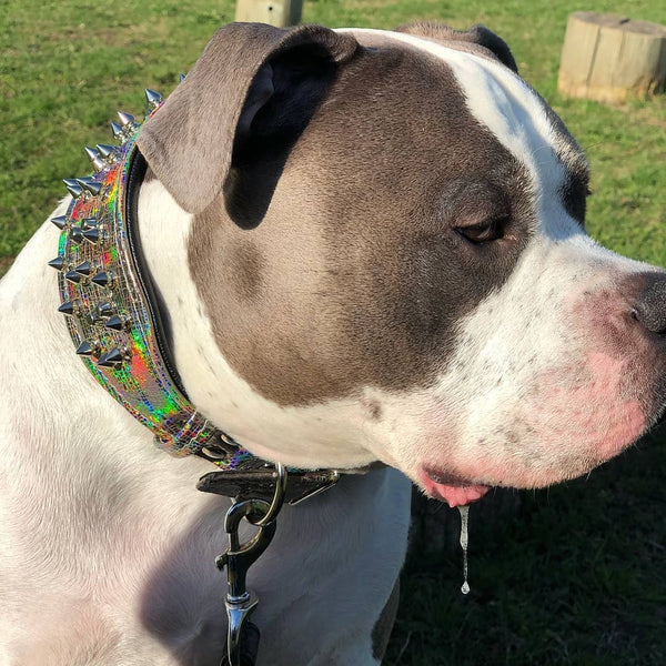 ''Chameleon'' LIMITED big dog collar Collars