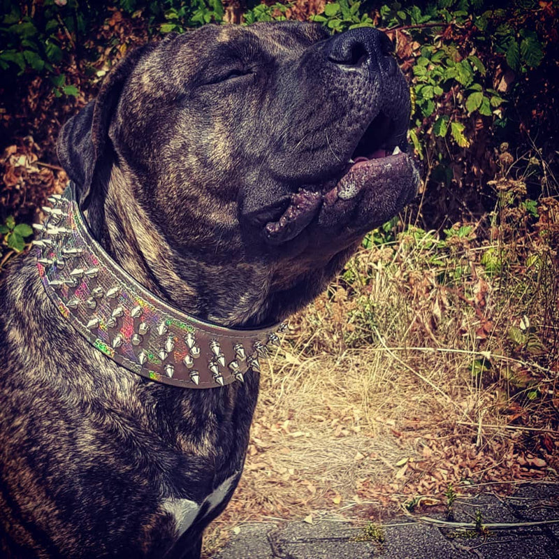 ''Chameleon'' LIMITED big dog collar Collars