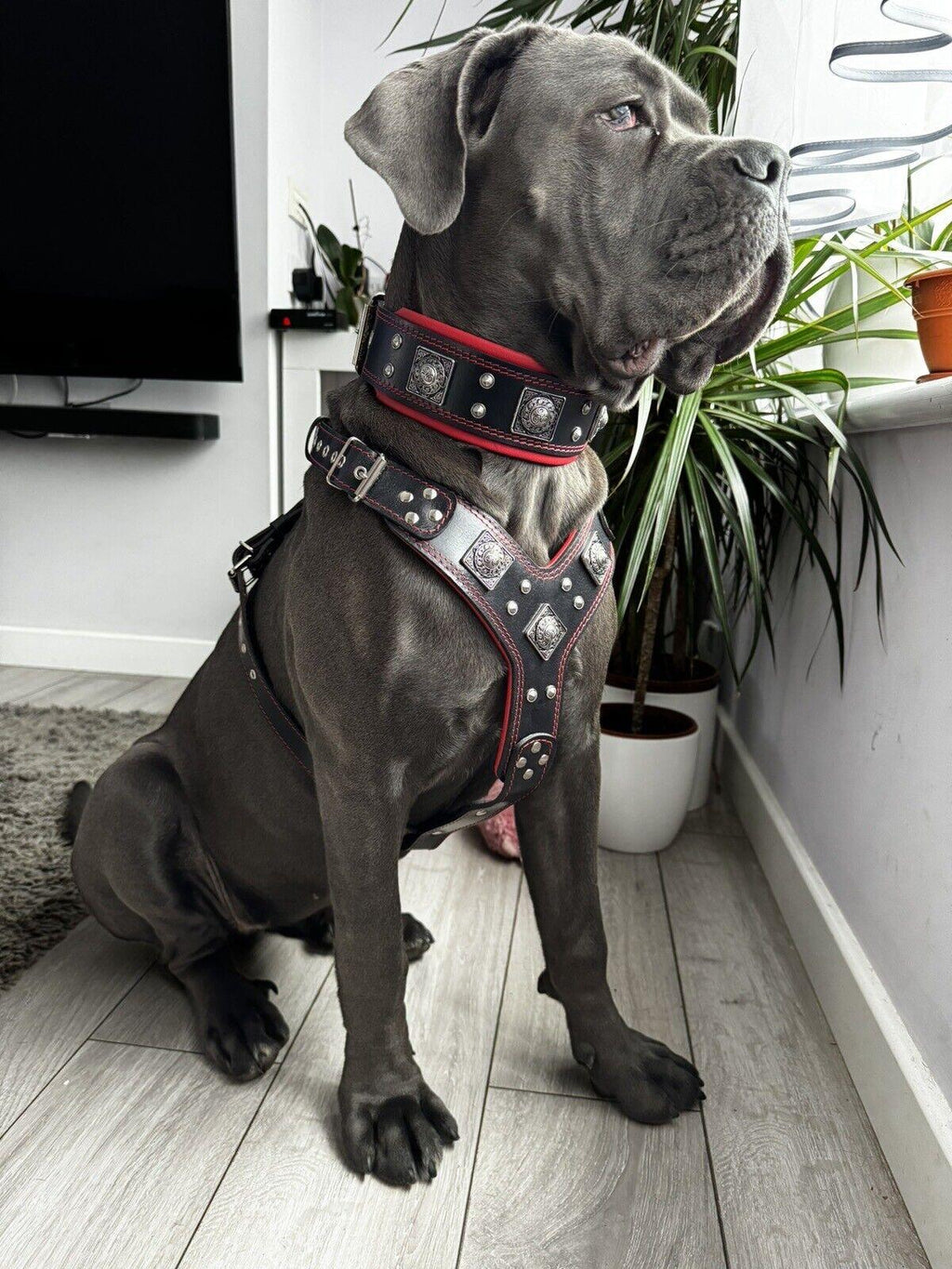 eros-big-dog-set-harness-