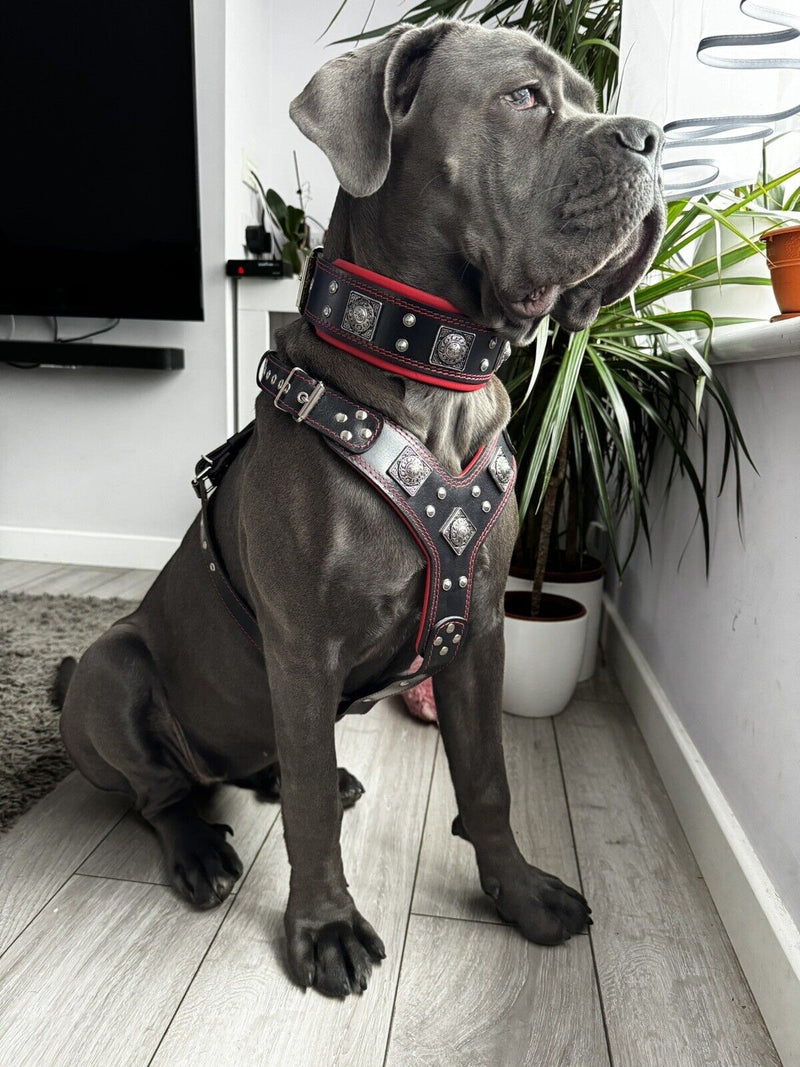 "EROS" BIG dog SET- Harness - collar - lead. Black & Red Leads & Head Collars