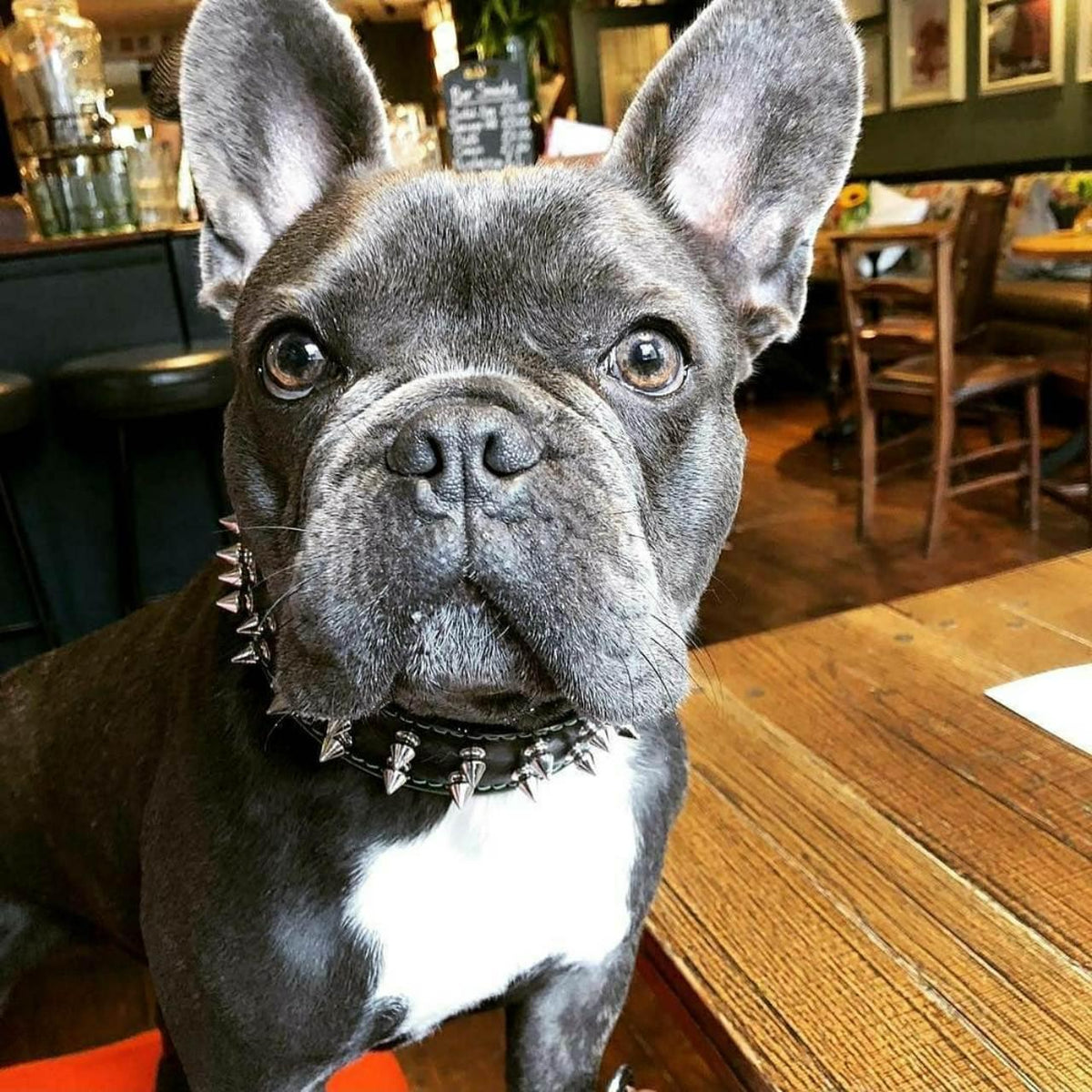 Bestia "Frenchie" Hundehalsbandmodell aus echtem Leder  Bestia Collars