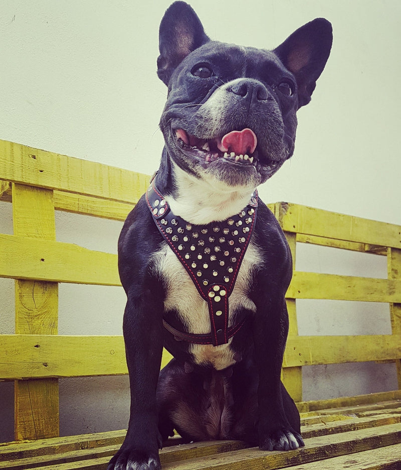 ''Frenchie'' studded leather harness Small to Medium Size Harnesses