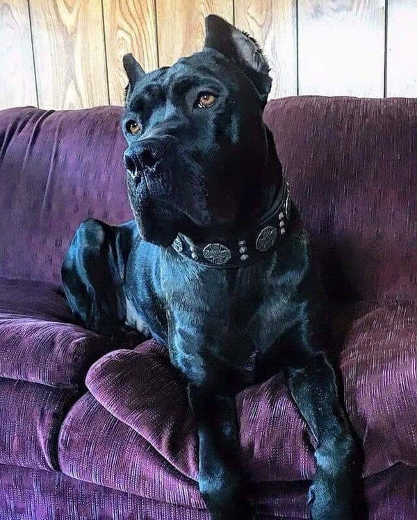 "Maximus Silver" BIG dog SET- Harness - collar - lead. Black Leads & Head Collars