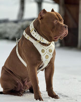 "Maximus White" BIG dog SET- Harness - collar - lead. Brass rivets Leads & Head Collars