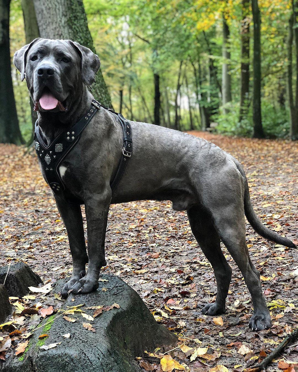 The Aztec big dog leather harness by Bestia is 100% genuine